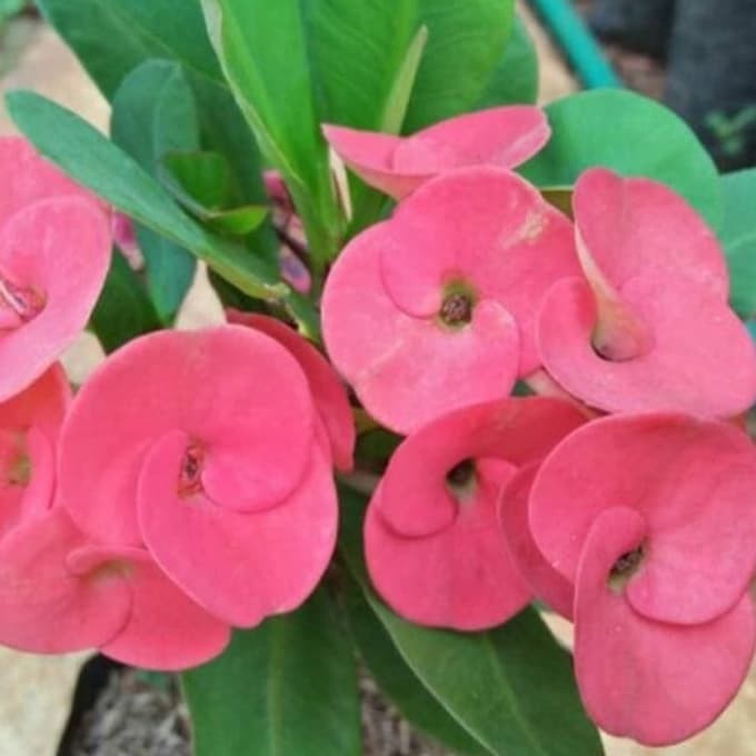 Tanaman Hias Euphorbia Bunga Merah Eporbia Bunga Merah