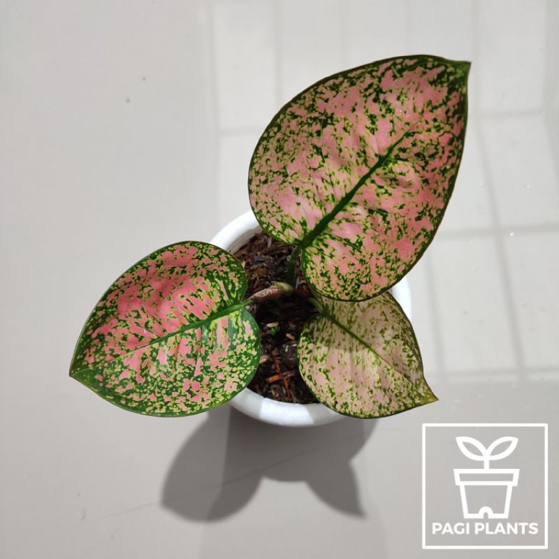 Aglaonema Ruby Kura