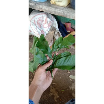 

Daun sungkai segar per 100gram