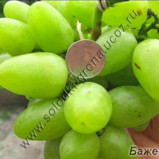 Bibit Anggur Import BAZHENA Grafting