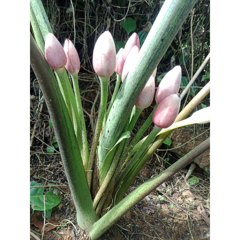 Alocasia Princeps Borneo