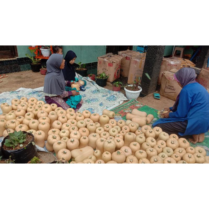 

butternut squash organik, MPASI, butternut squash jacqueline F1 (harga untuk 1kg)