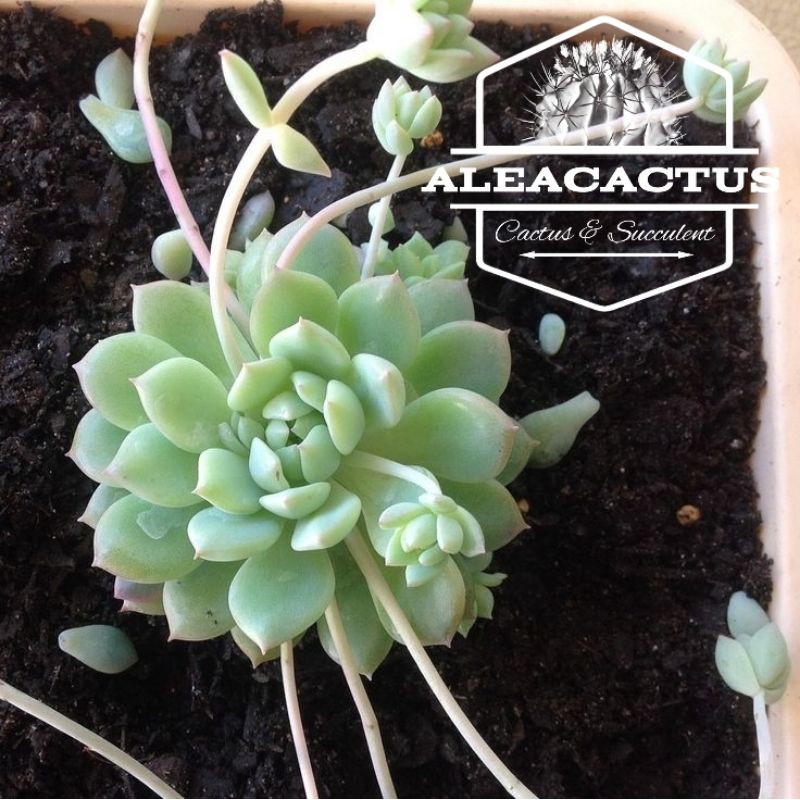 KAKTUS DAN SUKULEN - echeveria prolifica