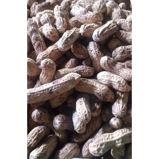 

kacang tanah kulit garuda kualitas import