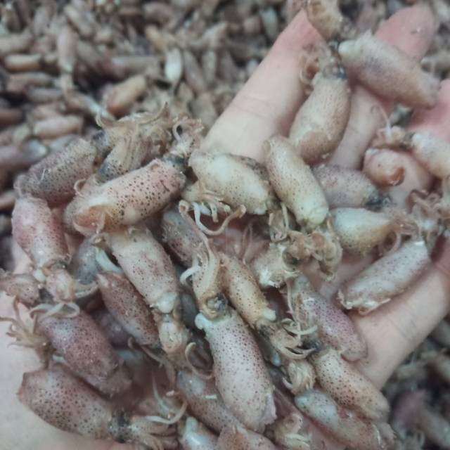 

Baby cumi balita 2-3cm