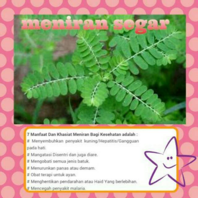 

Meniran segar