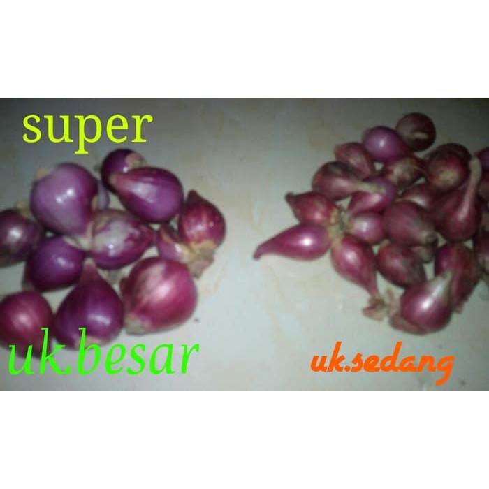 

Bawang merah Super