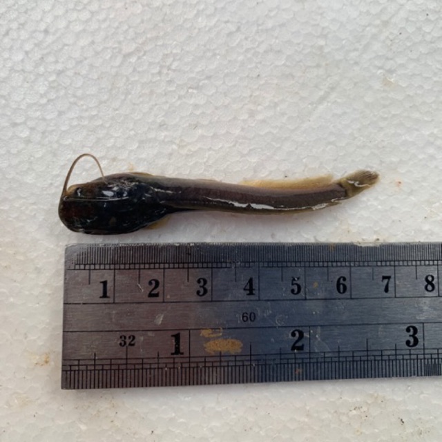 bibit lele sangkuriang 6-7 cm - bibit ikan lele - ikan lele - bibit ikan - benih ikan