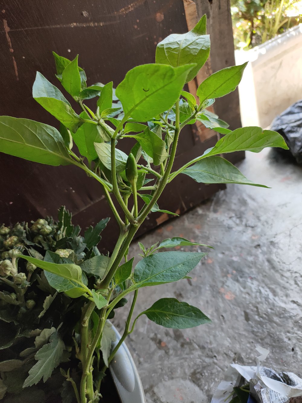 Tanaman Cabai Pelangi Murah