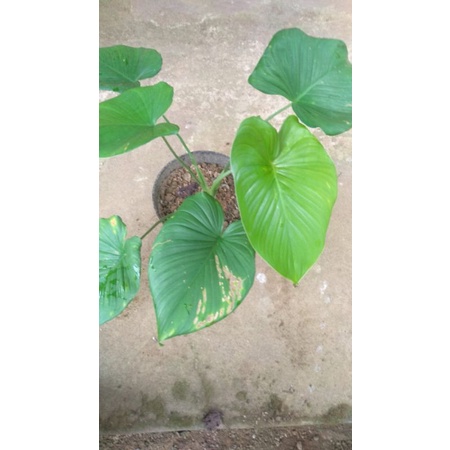 keladi homalomena hijau dan merah/nampu