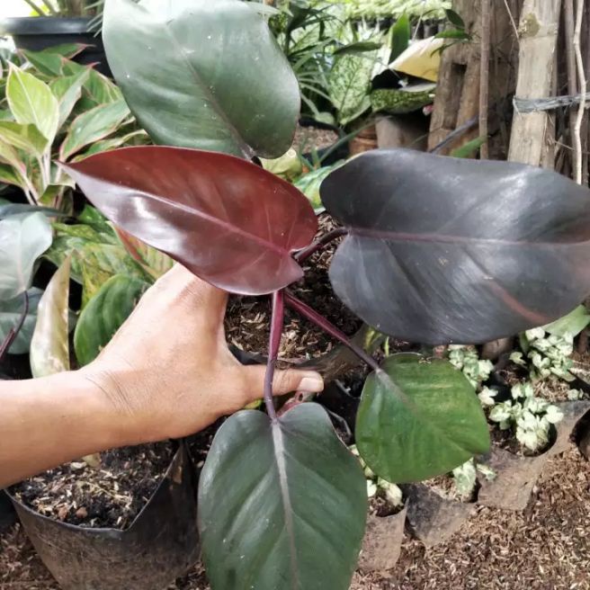 TANAMAN HIAS PHILODENDRON BLACK CARDINAL ASLI TANAMAN PHILO BLACK CARDINAL MURAH