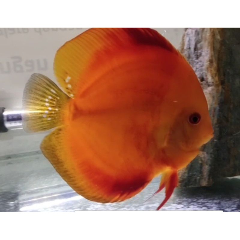 

Ikan Discus Red Melon #soldout