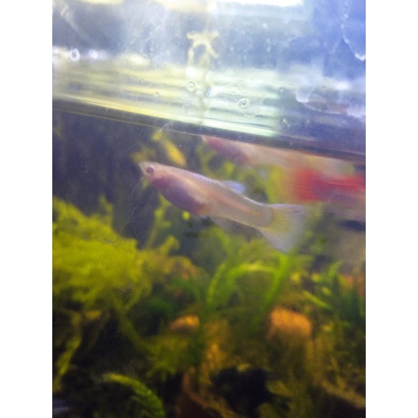 Guppy platinum betina