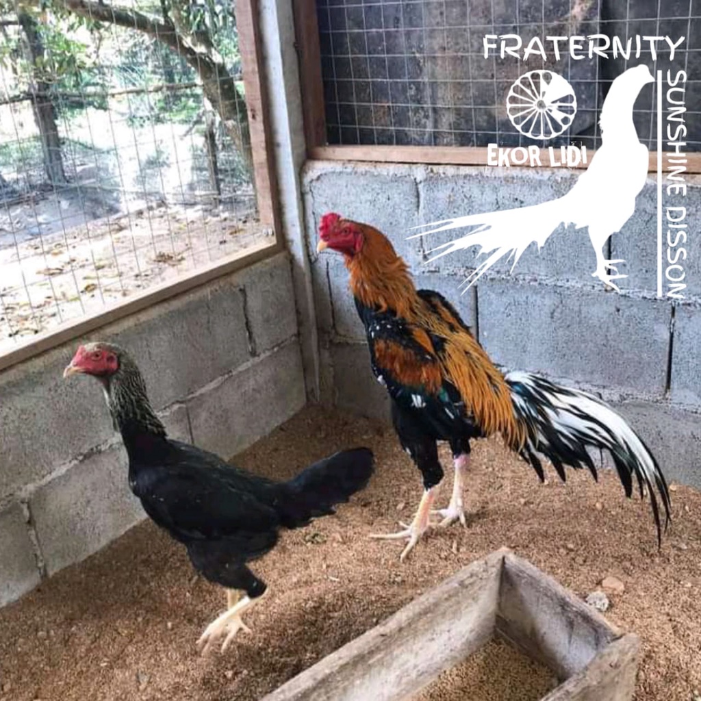 Ayam Bangkok Ekor Lidi super lock tipe231