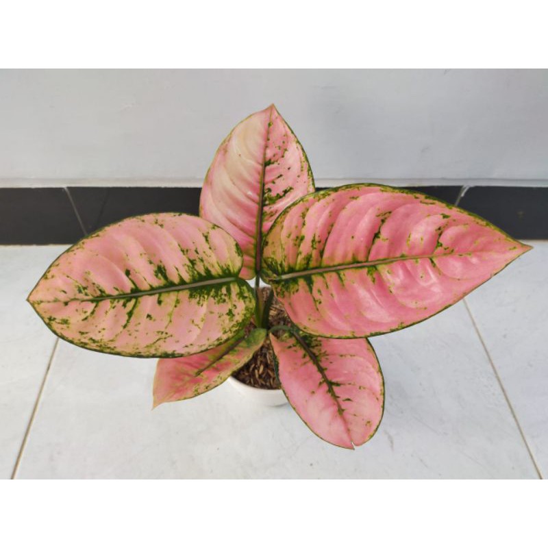 Aglonema ruby compacta mutasi / aglaonema