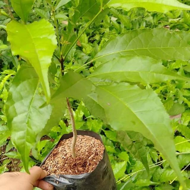 Bibit tanaman pohon tabebuya ungu / bibit pohon tabebuya bunga ungu / pohon tabebuya bunga ungu