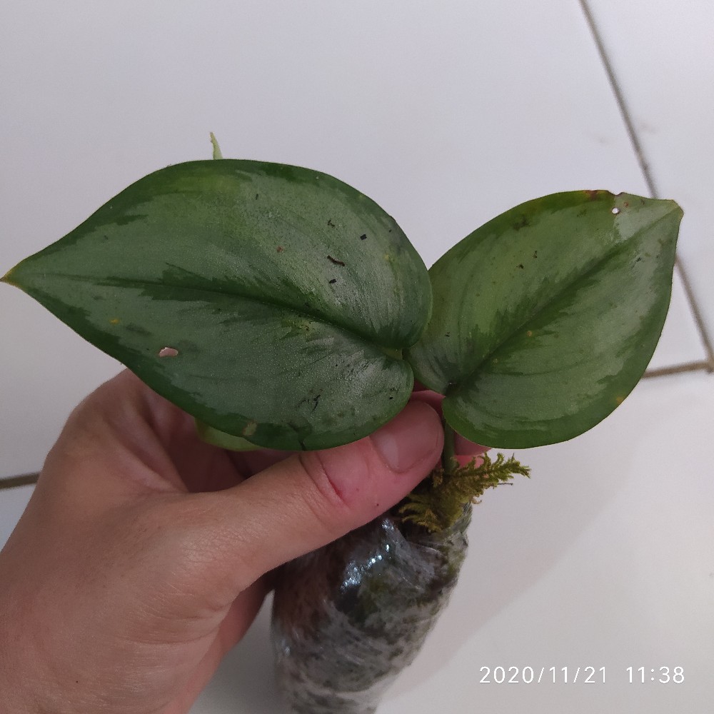 Scindapsus Moonlight Treubii