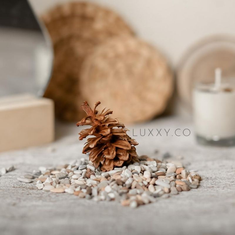 Bunga Pinus / Biji Pinus