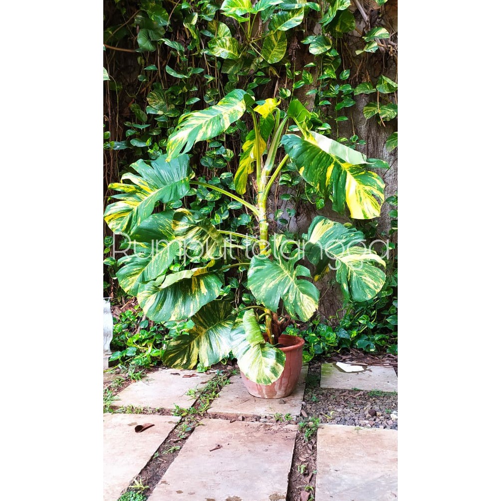 Sirih gading belanda/variegata jumbo /Epipremnum aureum size M perbatang