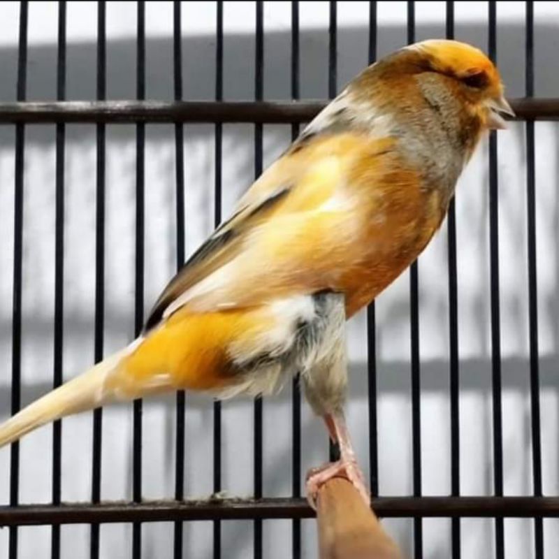 burung kenari bon orange bahan jantan tinggal nunggu gacor