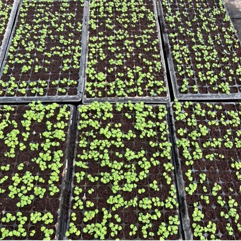 Zico Stored Tray Semai Bibit Sayuran, Bunga, Lubang 105, 128, 200 Media Tanam Semai Benih Satuan