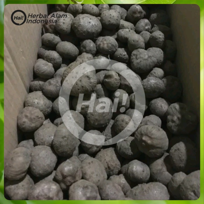 

umbi katak porang untuk bibit bulbil porang paling murah 1kg