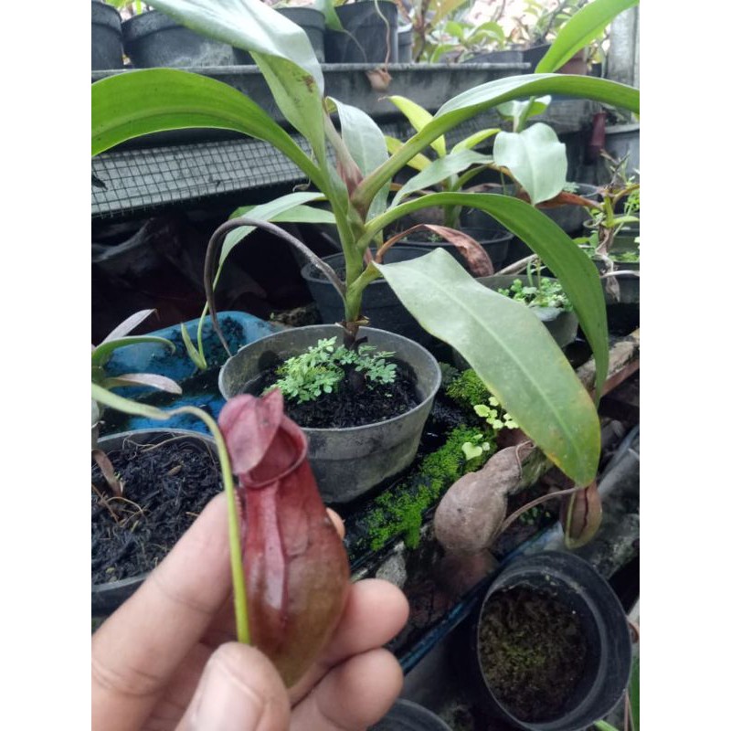 

mirabilis x bicalcarata