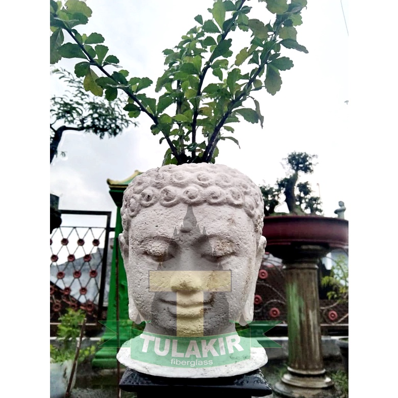 VAS POT BONSAI KEPALA BUDHA TULAKIR FIBERGLASS / POT KATUS / BONSAI / AQUARIUM