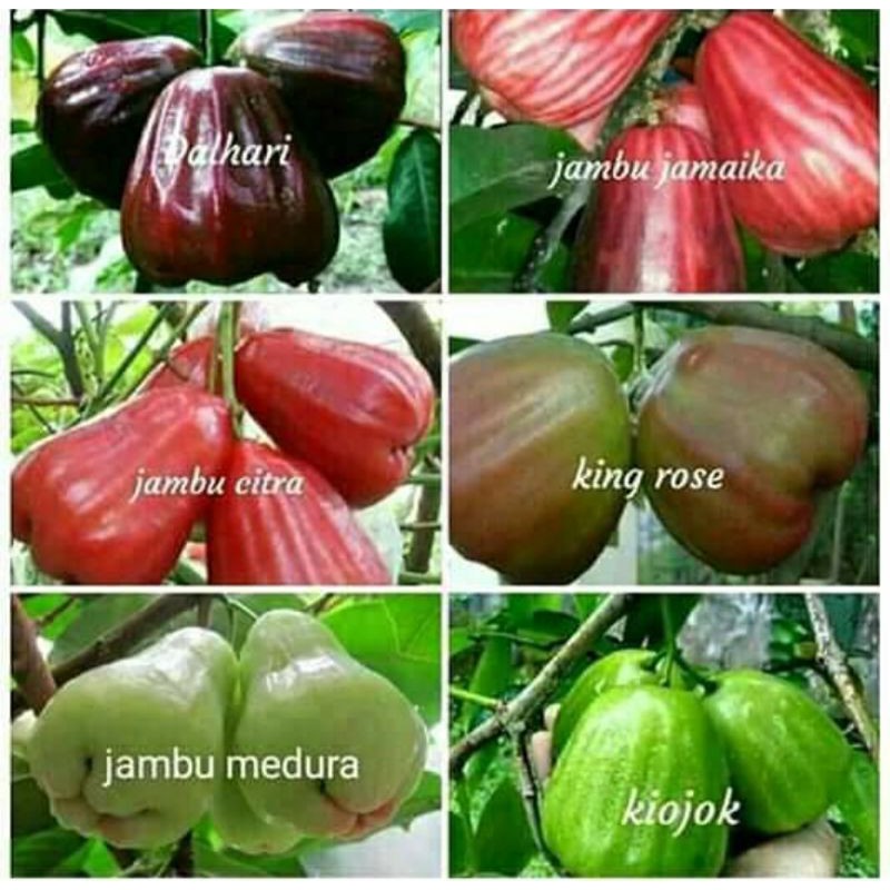 Bibit buah jambu air (1 paket isi 4 bibit jambu)