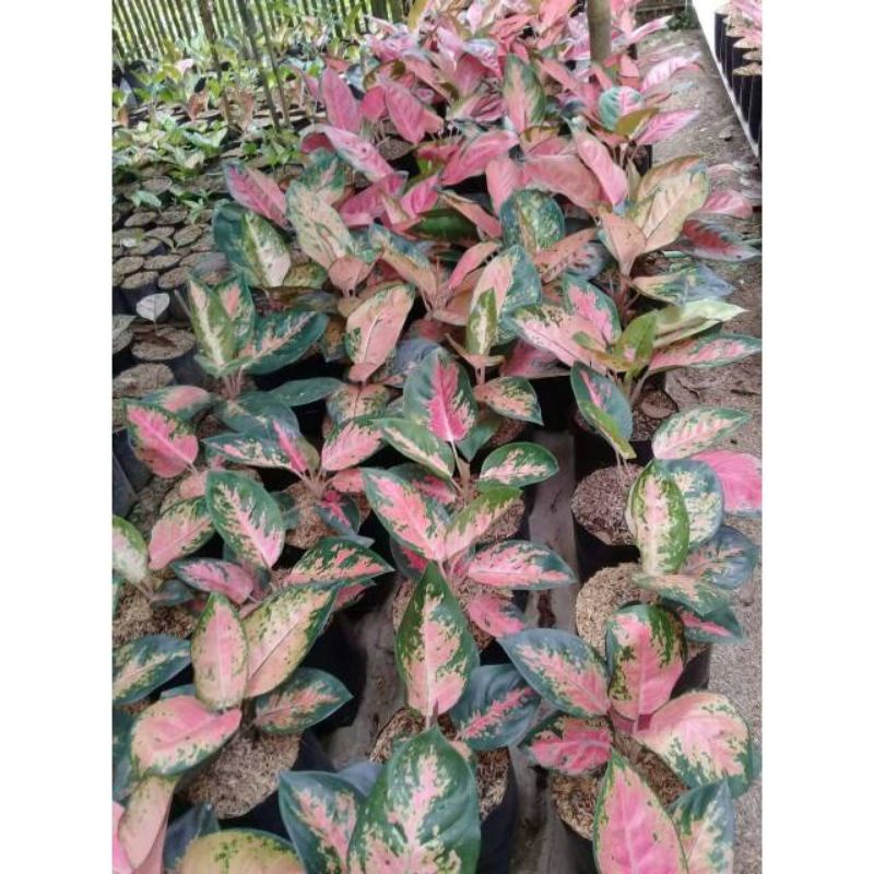 AGLONEMA KOCHIN MERAH/HIBRID