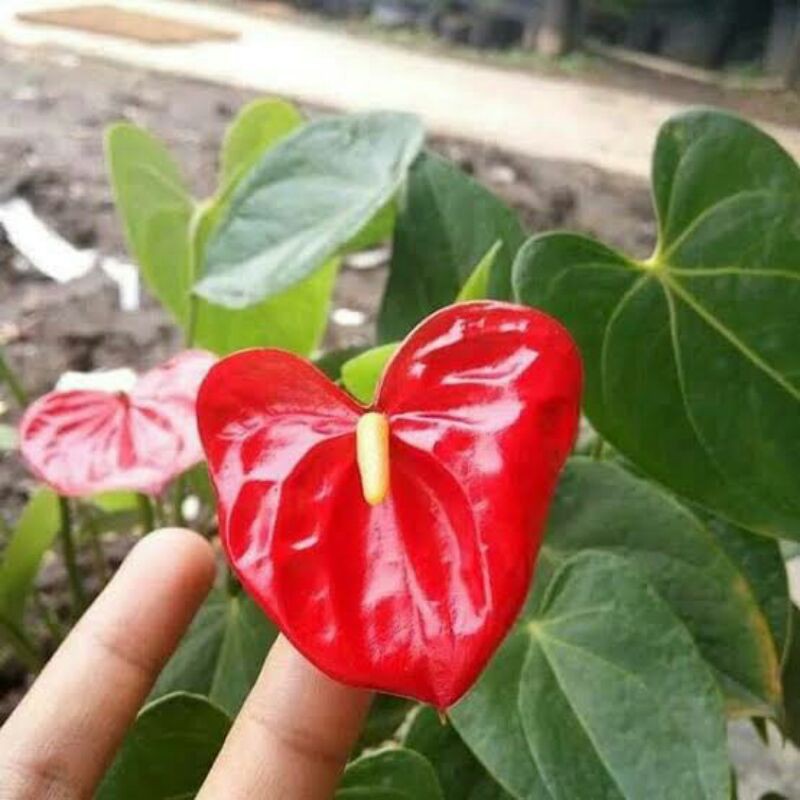 Kuping Gajah, Kuping Gajah Tanaman, Kuping Gajah Mini, Anthurium Kuping Gajah