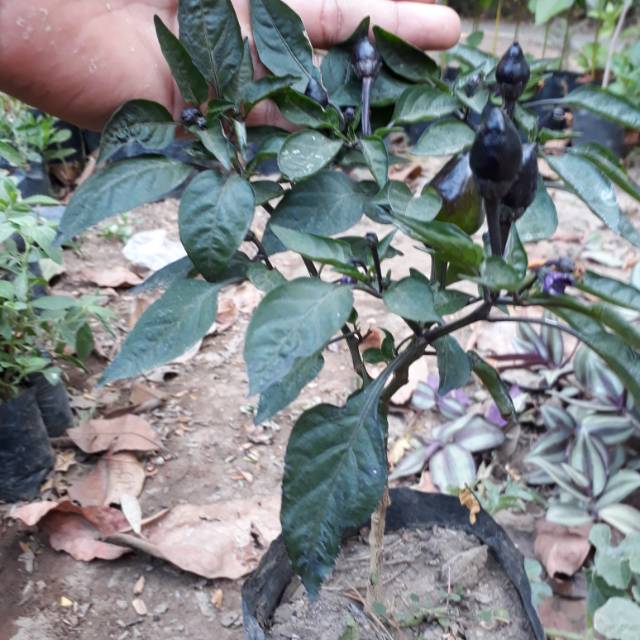 Benih bibit cabe hias cantik