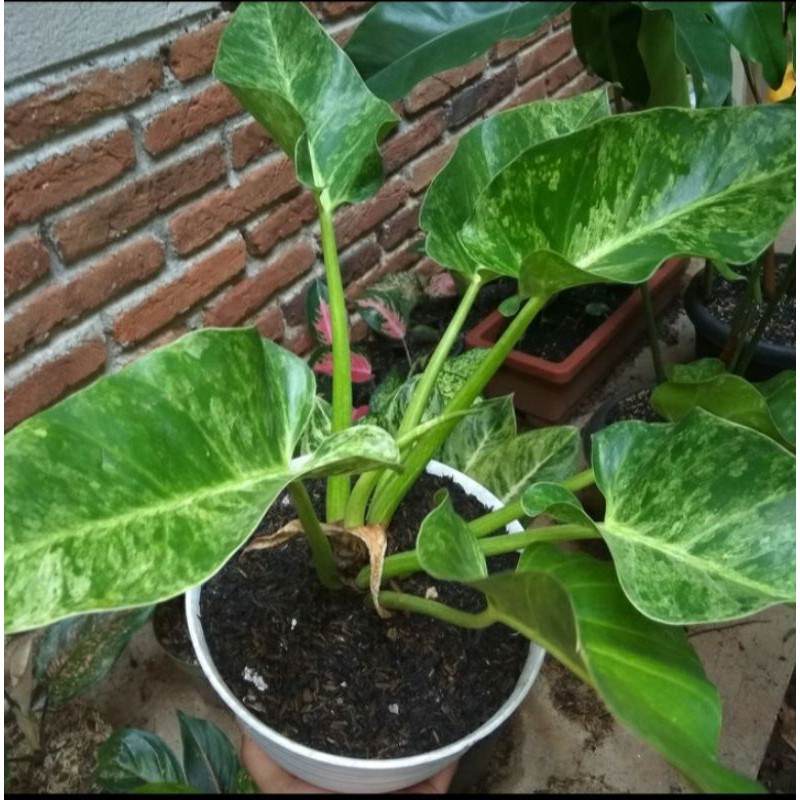 Tanaman hias philo marbel varigata / pohon hias philo marbel varigata