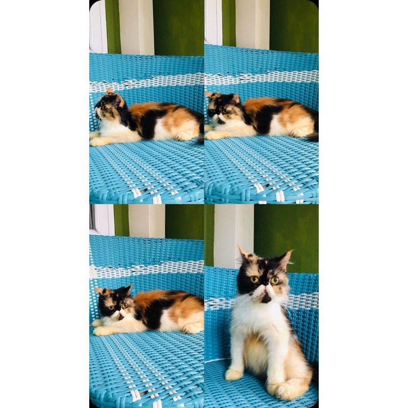 peaknose indukan betina