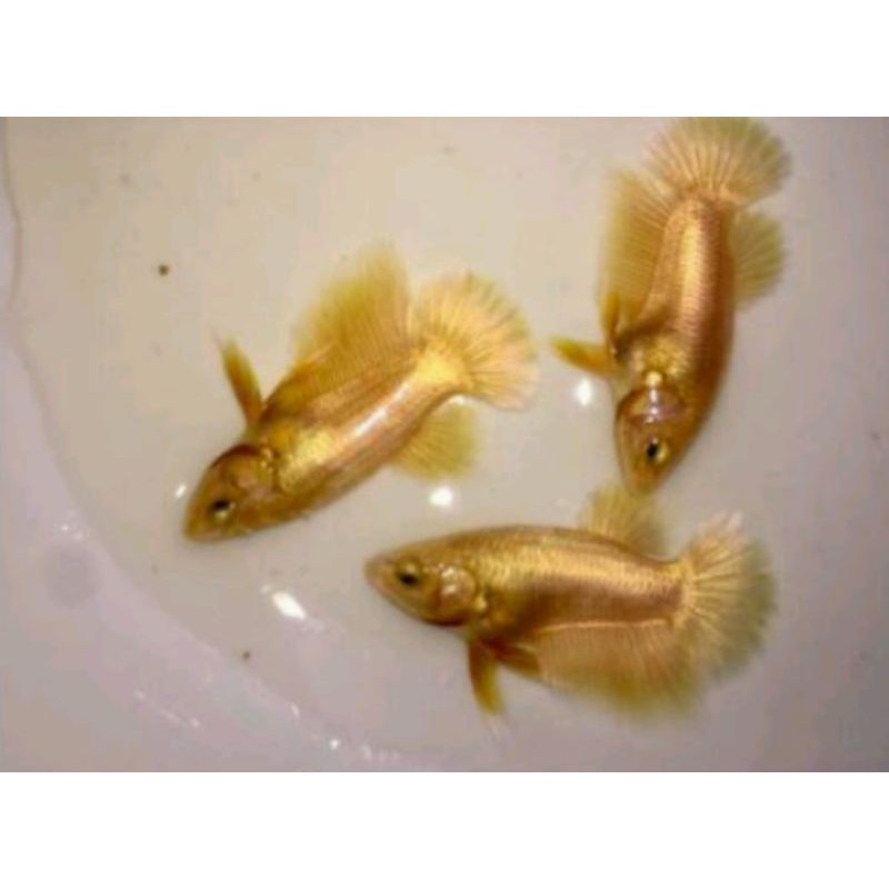 

IKAN CUPANG SUPER GOLD SPAIR