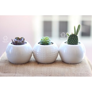 3 pot KERAMIK saja Tanaman kaktus sukulen mini kaca 3 pot KERAMIK saja Tanaman kaktus sukulen mini kaca