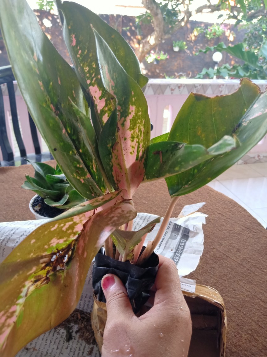 Aglonema murah Shopee Indonesia