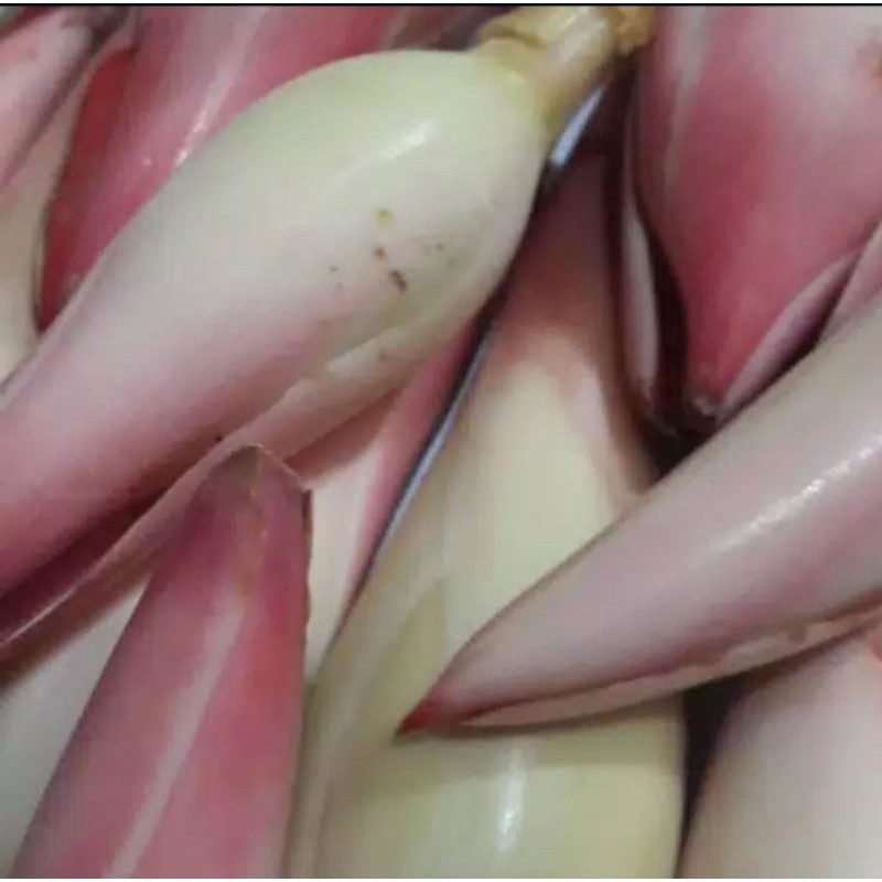 

Bunga Kecombrang 100 gram