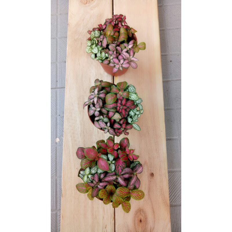 paket 3 pot fittonia mix import