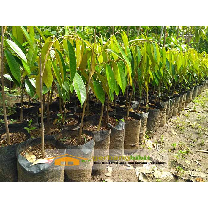 Bibit Durian Musangking Buah Musang King Unggul