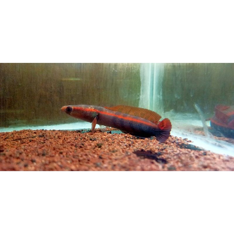 Super red maruliodes/red lempuyang/Super merah/cabung/free packing