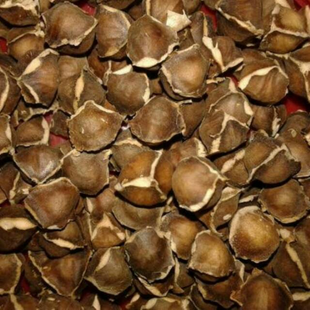 Promo 1000 bibit / benih tanaman kelor / klentang