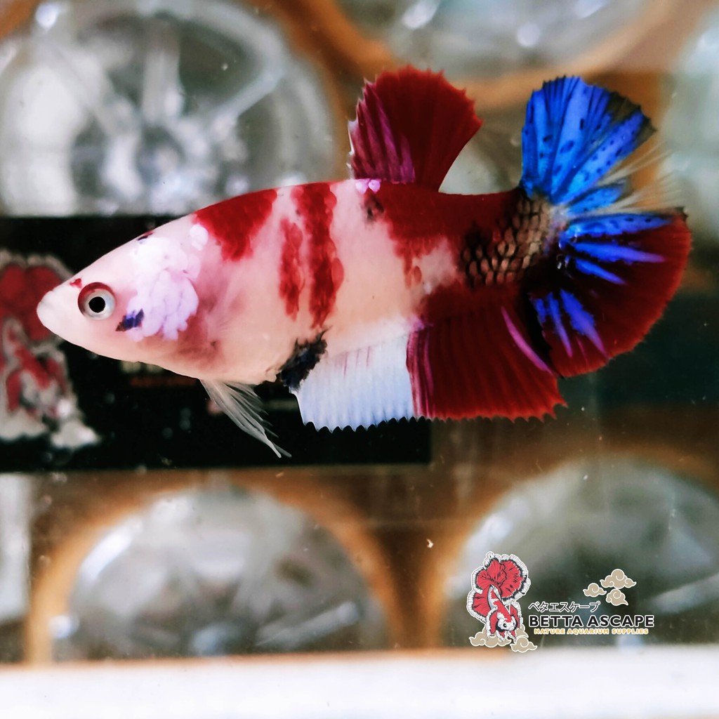 IKAN CUPANG BAHAN GIANT NEMO/KOI MULTYCOLLOR GALAXY (Real Pict)