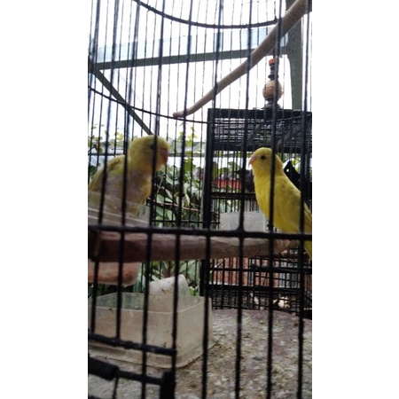 PARKIT_MUDA_SEPASANG