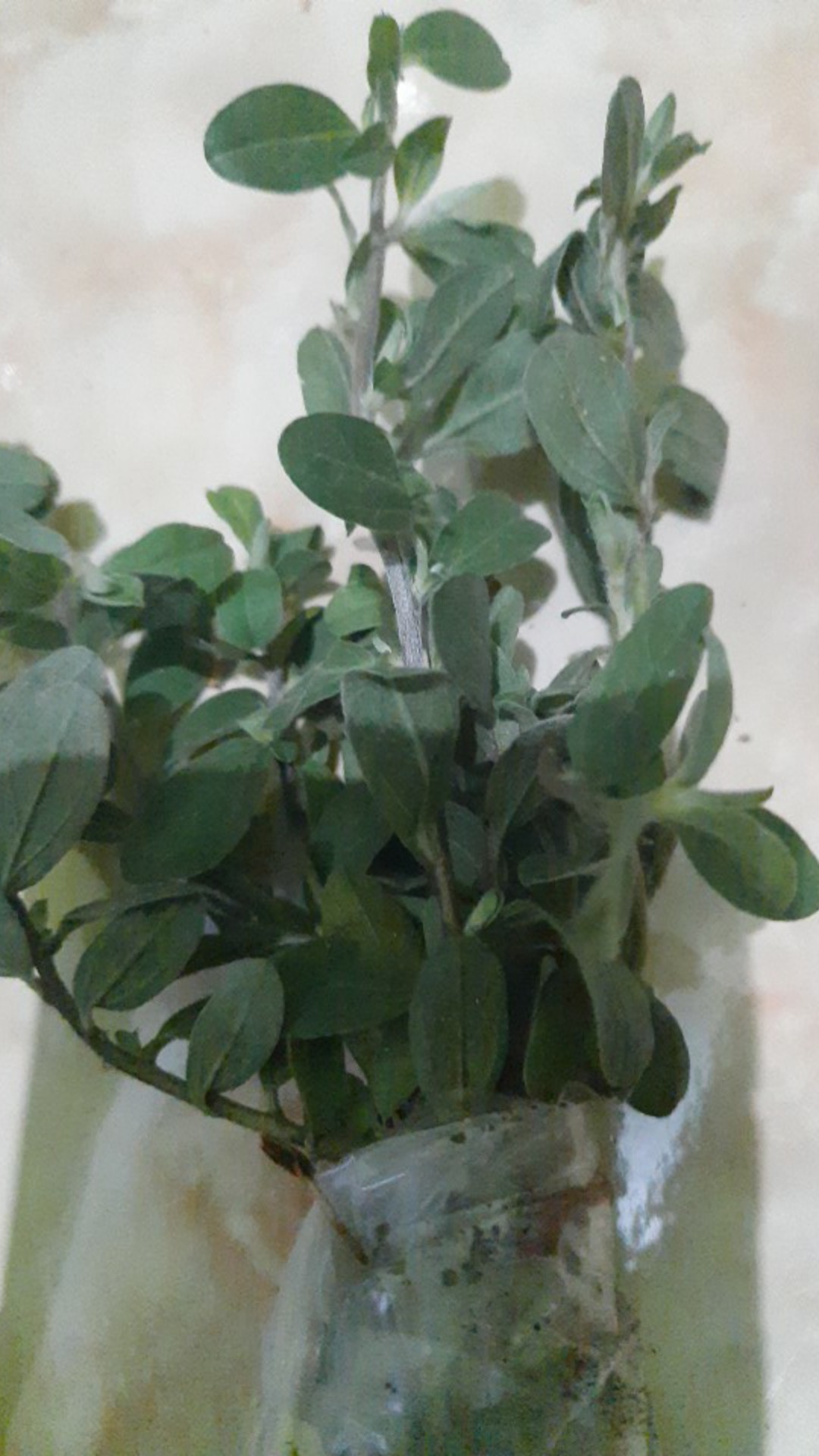 Tanaman Peperomia Semangka