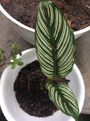 Tanaman Hias Chalatea Ornata