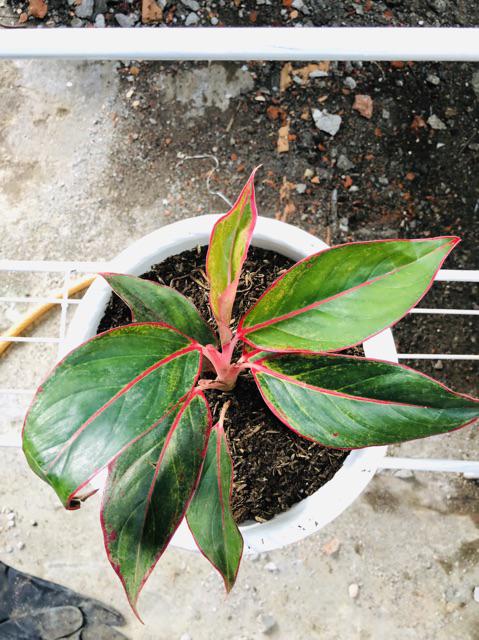 Tanaman Hias Murah 4 Aglonema/paket Aglaonema Hemat Aglo Donacarmen Lipstick Snow White Rotundum