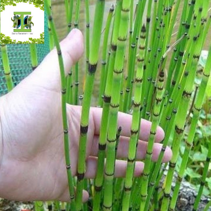 Tanaman hias Bambu Air - Bambu Air Mini - Bambu hias