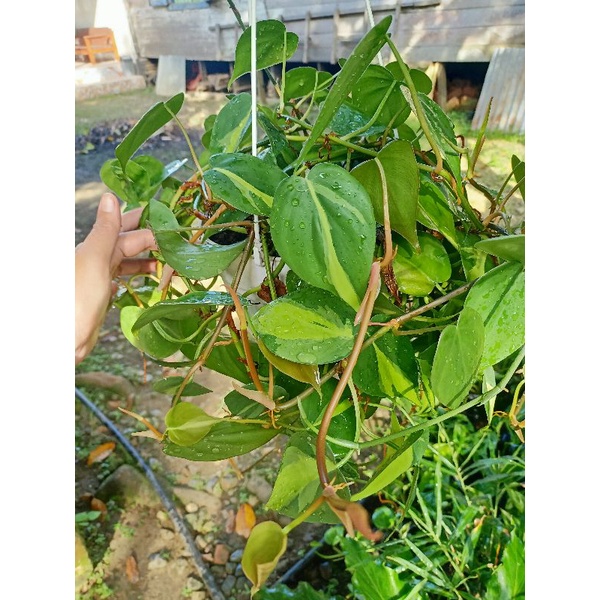 Tanaman Hias Sirih Brazil / Sirih Gading Brazil / Philodendron Brazil