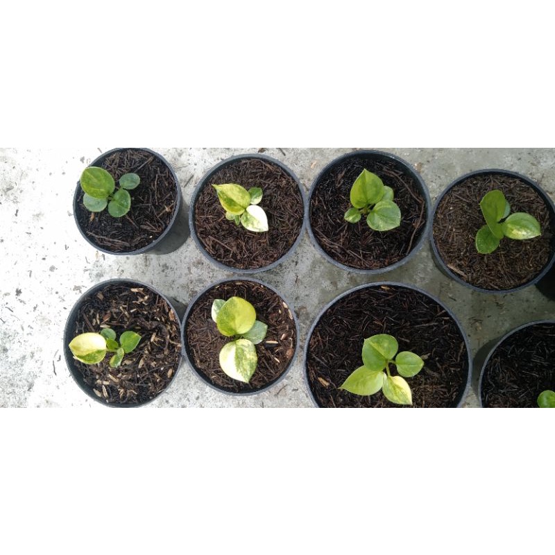 jemani mangkok tornado